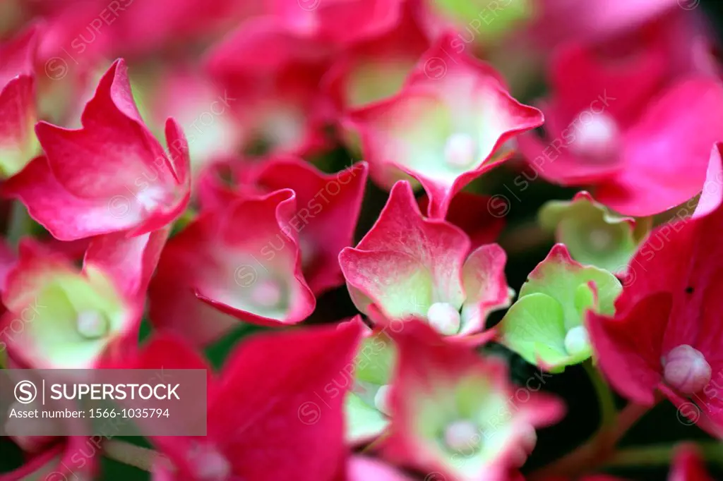 jeunes fleurs d´hortensia ou hydrangea