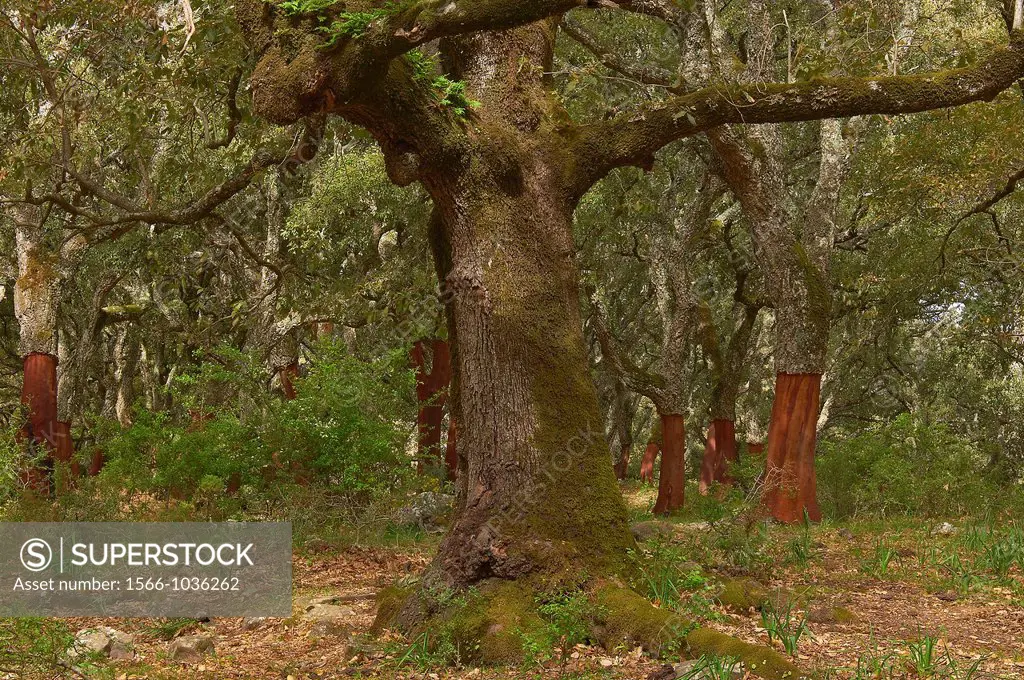 La Sauceda, Cork oak, Los Alcornocales Natural Park  Malaga province, Andalusia, Spain.
