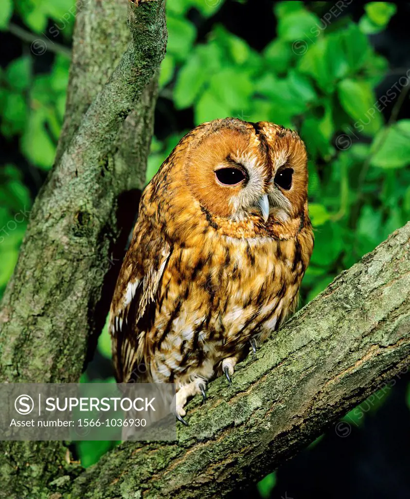 Eurasian Tawny Owl, strix aluco, Adult standing on Branch