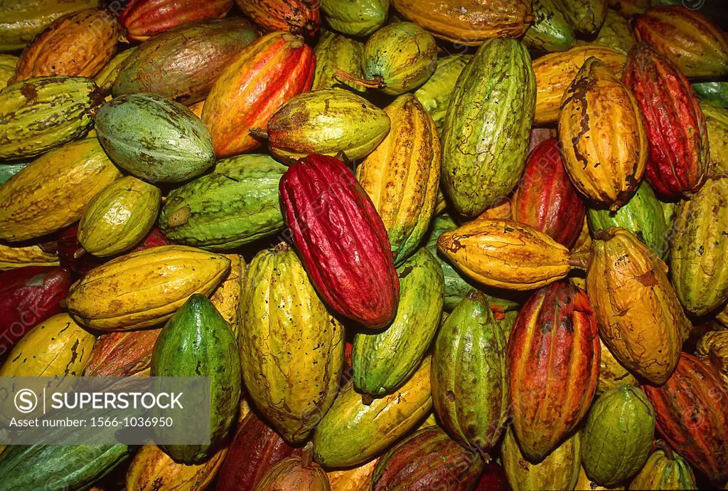 Cacao fruit pods in plantation in the eastern coast of Venezuela, probably the best cacao in the world