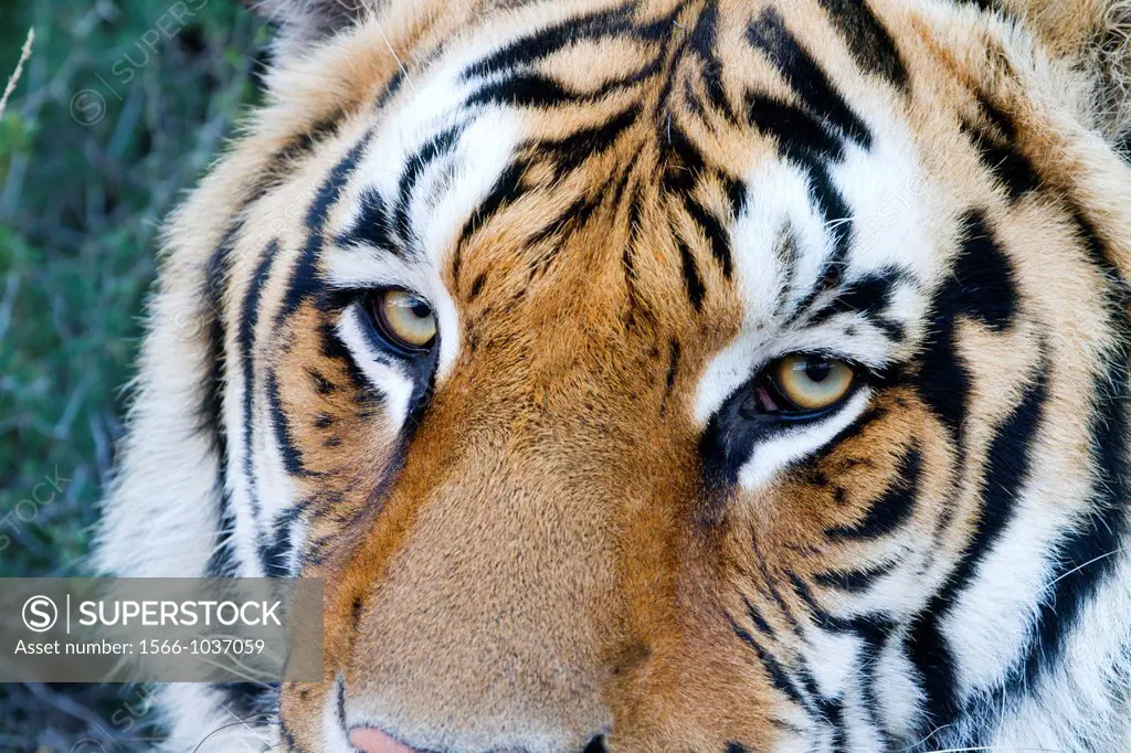 Asian Bengal Tiger (Panthera tigris tigris), private reserve, detail of the eyes