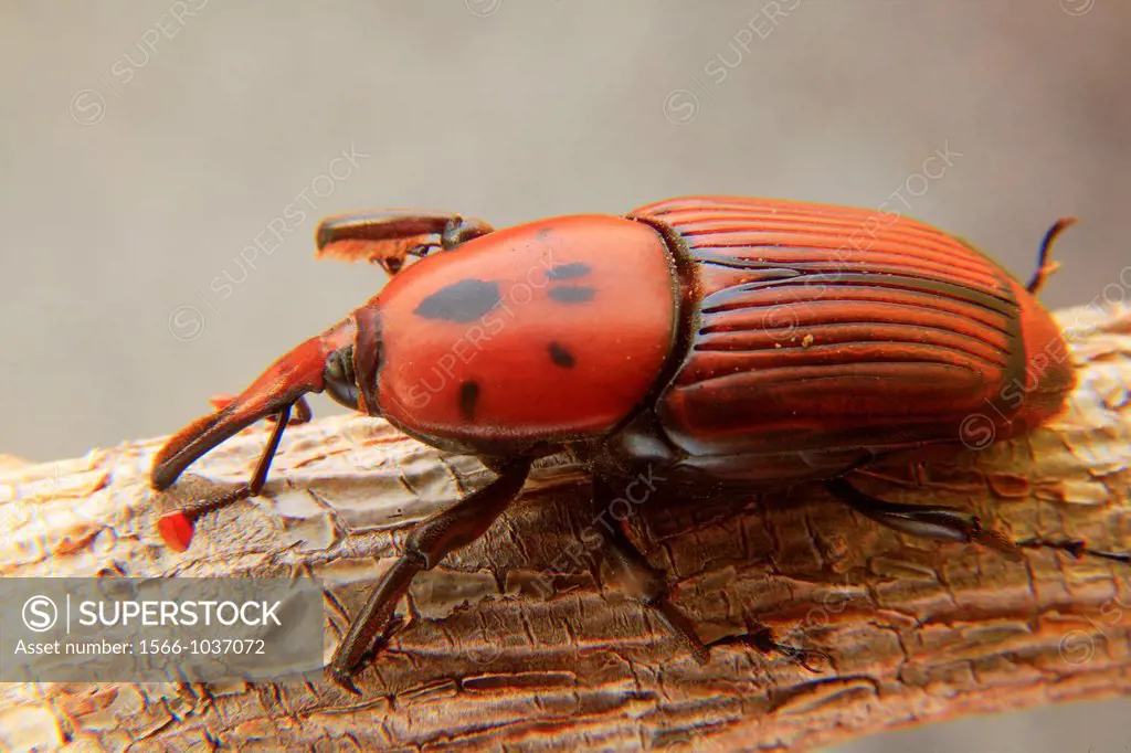 Beetle red palm weevil Rhynchophorus ferrugineus  Native to tropical Asia, is a bane for palm trees Phoenix dactylifera