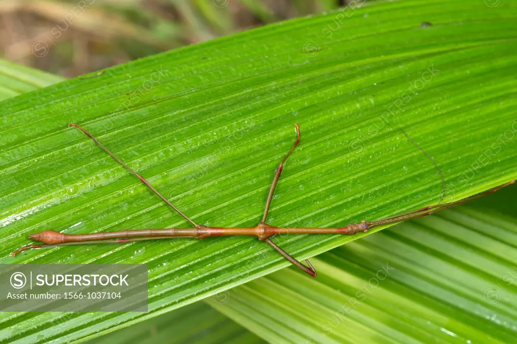 Stick insect. Image taken at Kampung Satau, Singai, Sarawak, Malaysia.