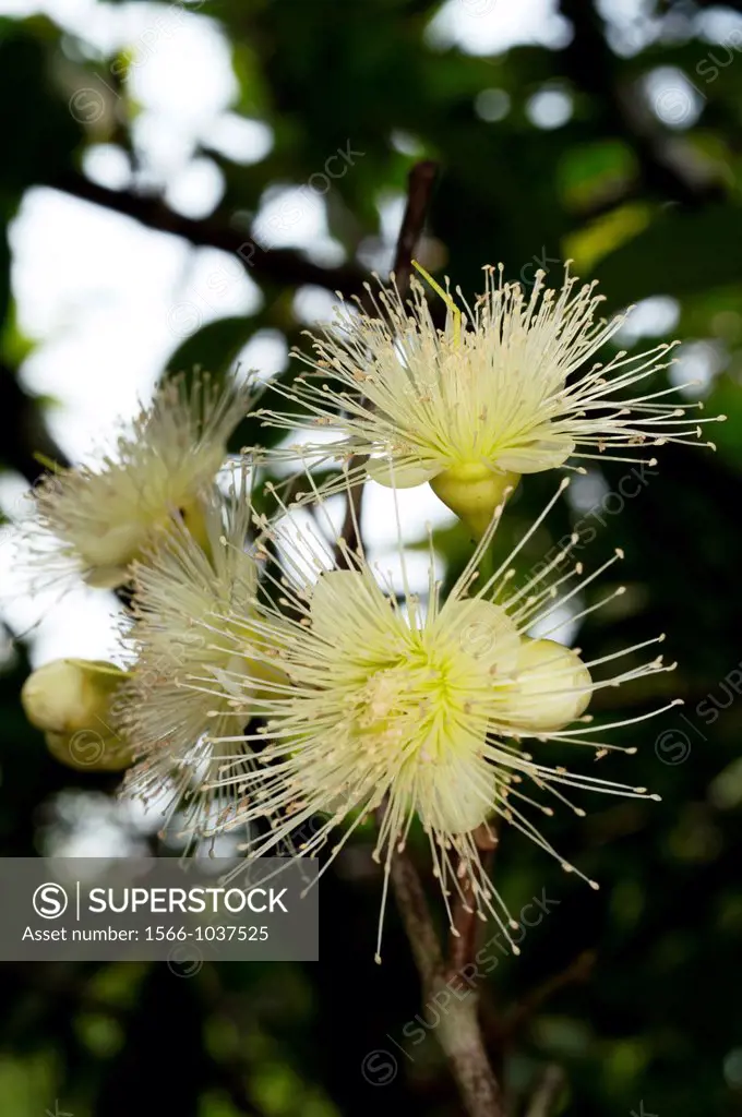 Jambu flowers. Image taken at Kampung Satau, Singai, Sarawak, Malaysia.