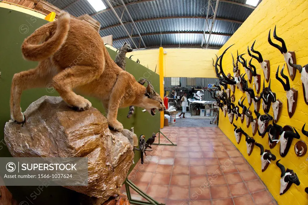 taxidermy  Hunters from US and Germany shoot wildlife and stuff it as a trophy in a taxidermy workshop in Namibia