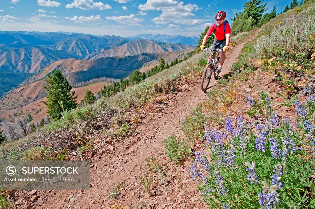Mountain biking the Broadway Saddle Trail on Bald Mountain at Sun Valley Resort near the cities of Ketchum and Sun Valley in central Idaho