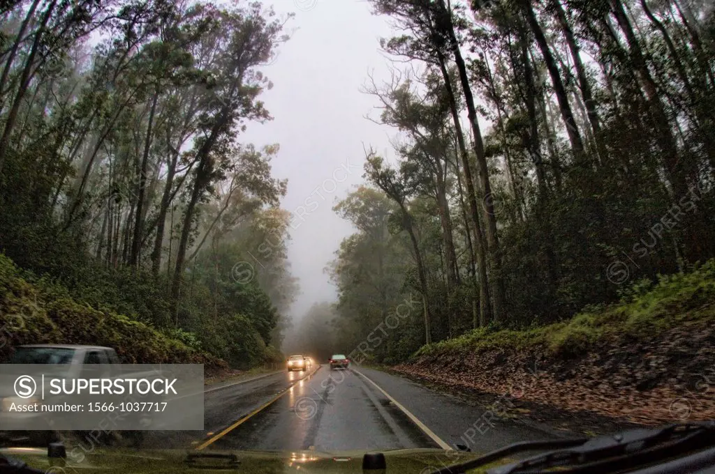 Driving in rain Upper Waiakea Forest Reserve Hawaii Big Island