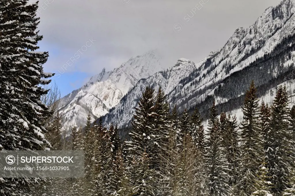 Fresh snow in the Bow Valley, Banff National Park, Alberta, Canada