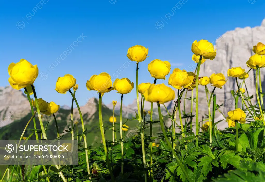 Globeflower Trollius europaeus, in the background the north faces of the Laliderer Waende in the Karwendel mountain range  europe, Central Europe, Aus...