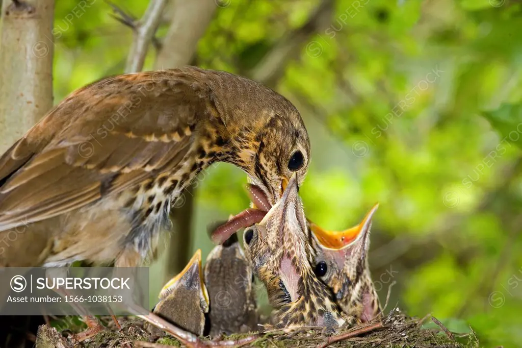 Song Thrush, turdus philomelos, Adult Feeding Chicks in Nest, Normandy