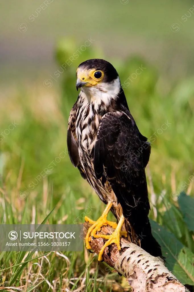 Eurasian Hobby, falco subbuteo, Adult standing on Branch, Normandy