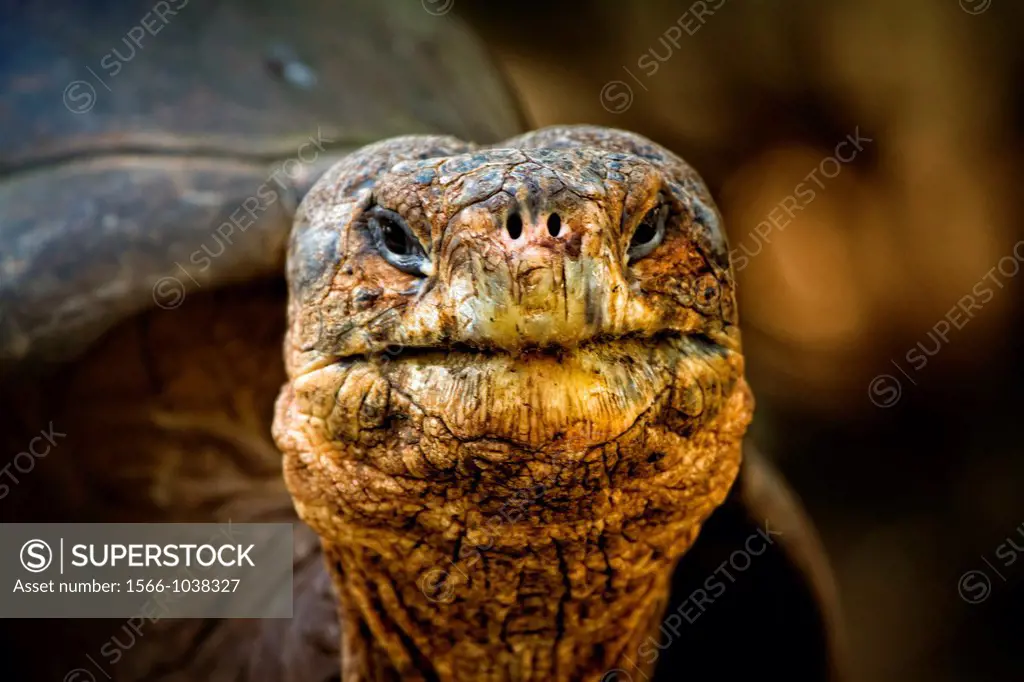 Giant Land Tortoise, Galapagos Islands.