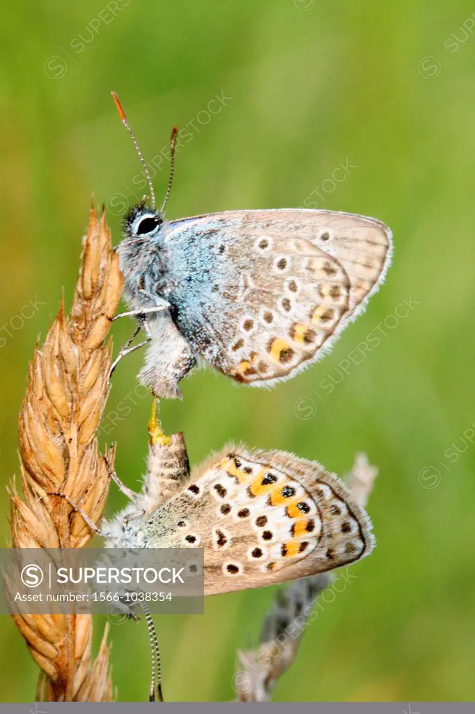 Silver-studded Blue, Plebejus argus mating on dried grass