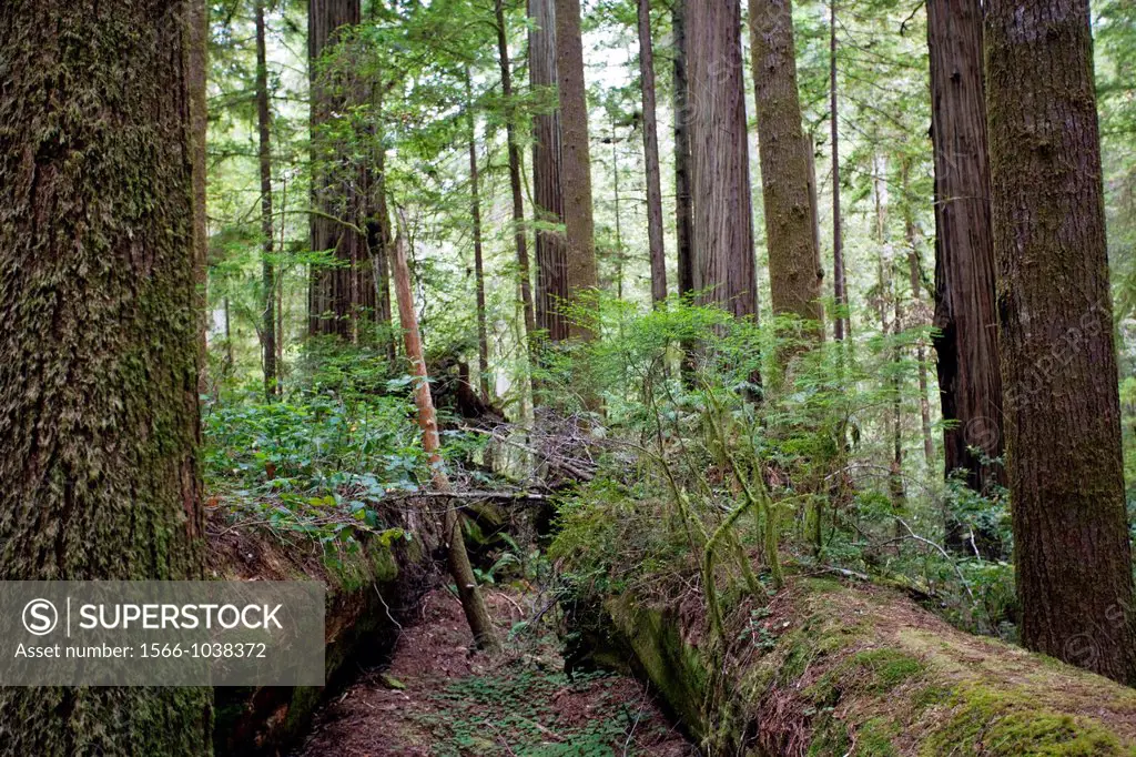 Fallen trees create fertile environment for new growth in a forest.