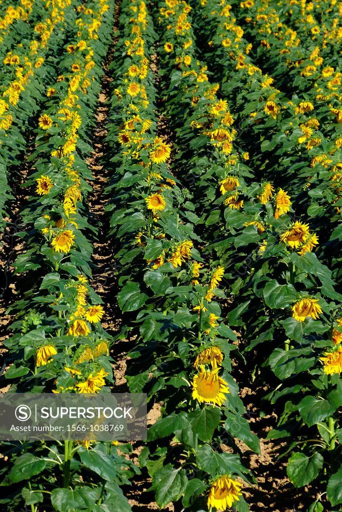 A field of sunflowers begin to droop in the summer heat