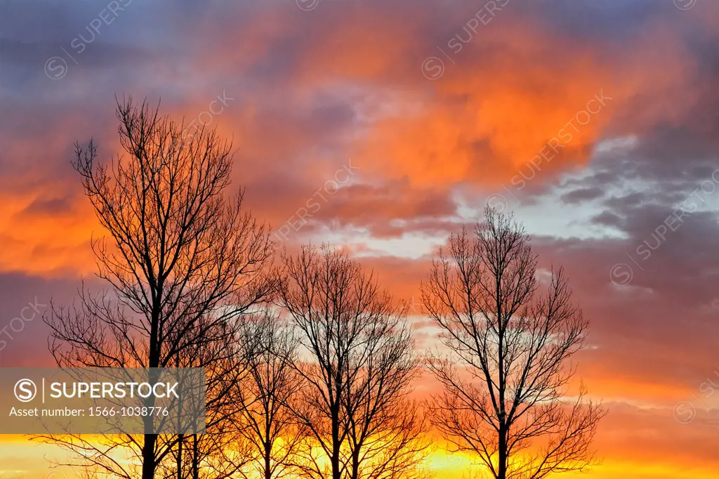 Sunset skies and bare deciduous trees, Garfield, Minnesota, USA