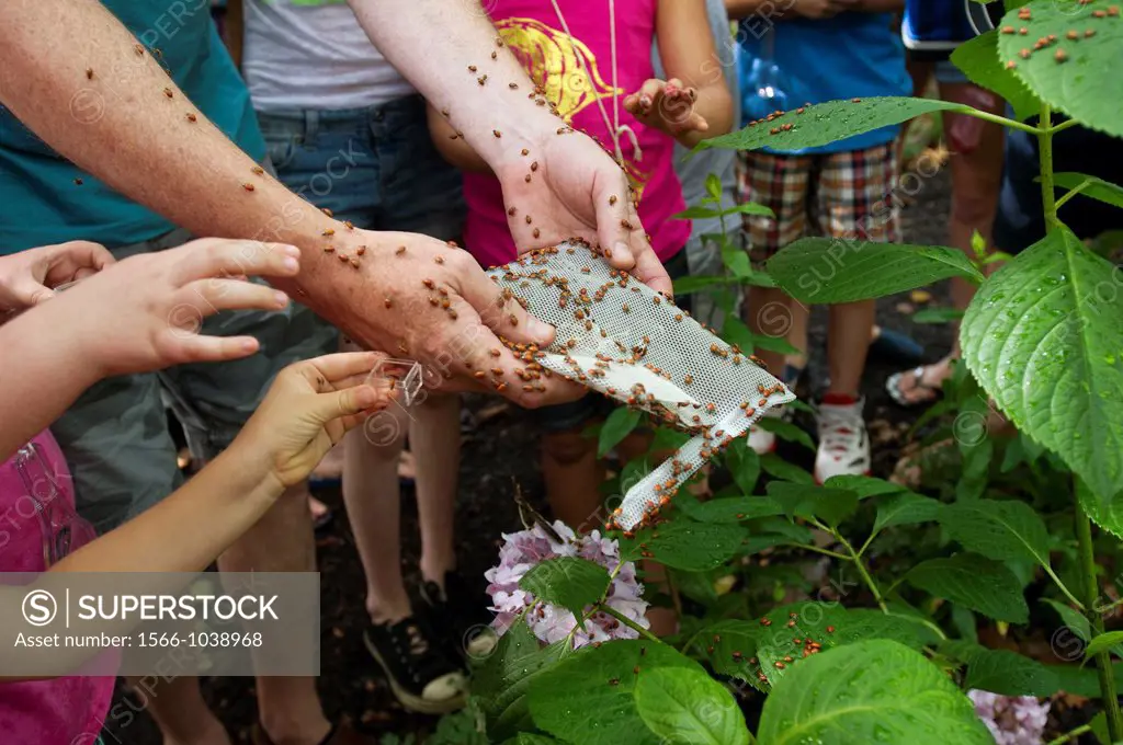 140, 000 ladybugs have a new home in a Community Garden in the Lower East Side neighborhood of New York The gardeners released the bugs in an effort t...