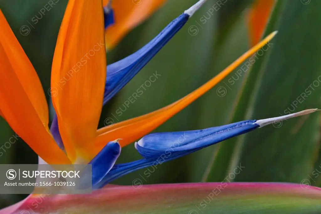 Closeup of the bird of paradise flower in a garden near Massa Lubrense, Italy