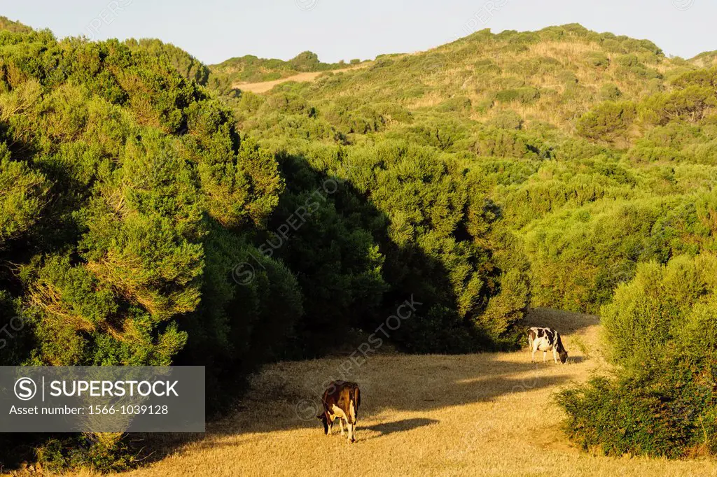 Friesian Cows, Finca Santa Cecilia, Ferreries, Menorca, Balearic Islands, Spain, Europe