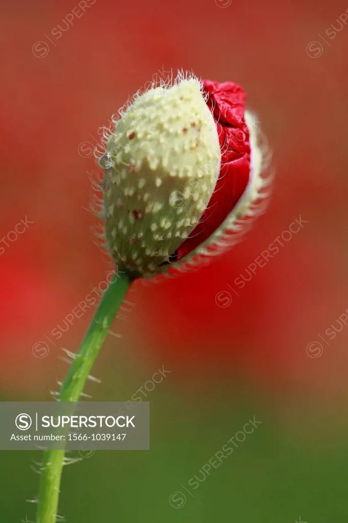 Red Poppy, Papaver rhoeas