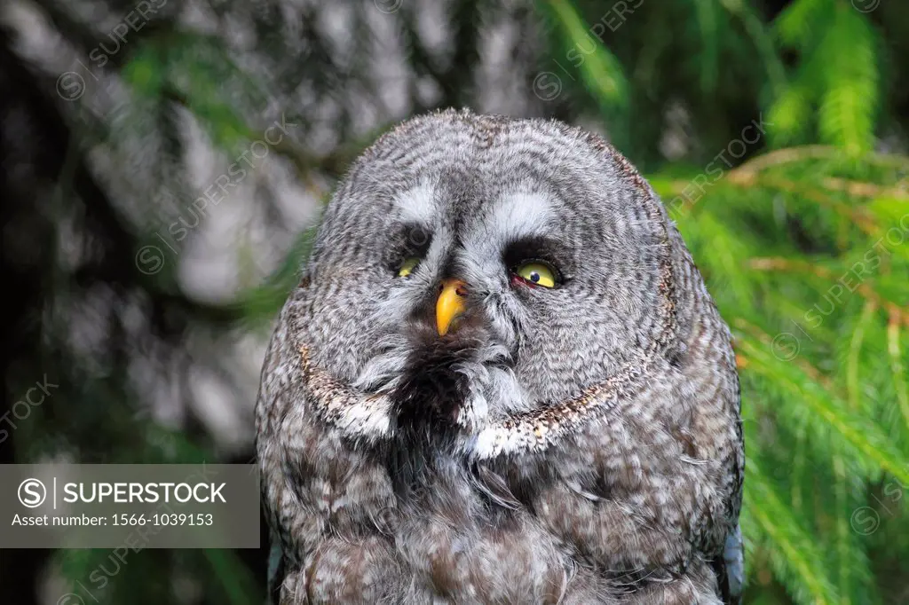 great grey owl, strix nebulosa, Switzerland