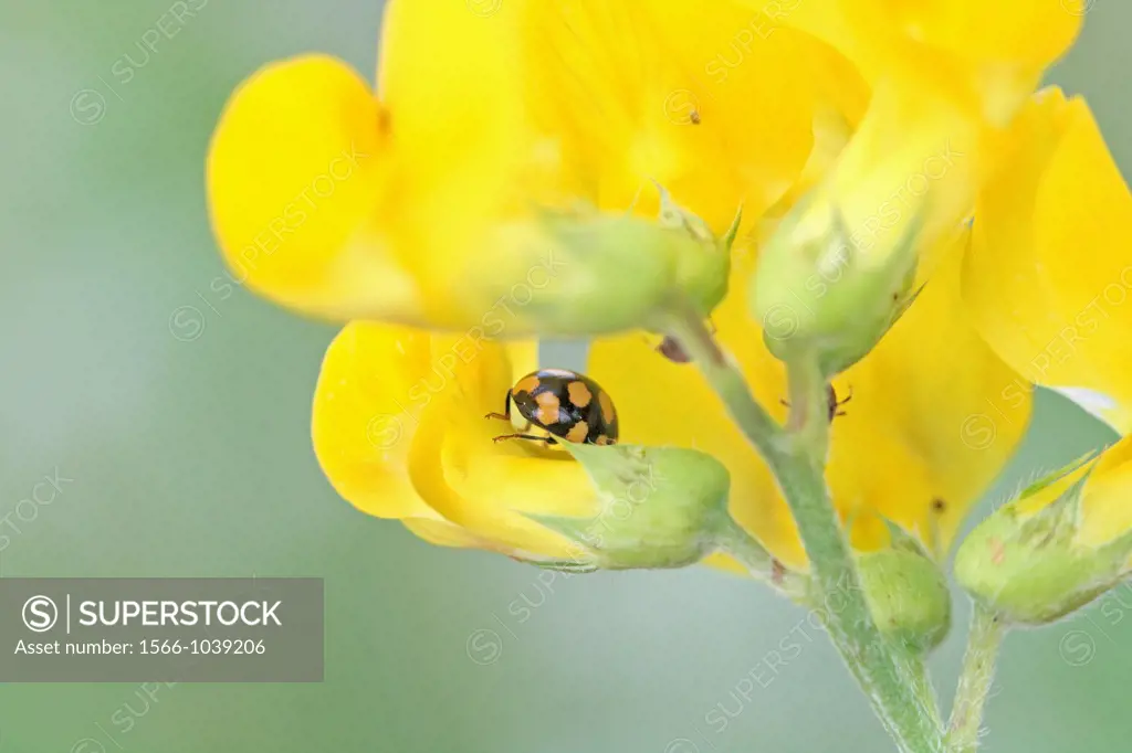 14-spot Ladybird, Coccinula quatuordecimpustulata on chamomille on trefoil  Small black ladybird with yellow or orange spots  Common plants fleabane a...