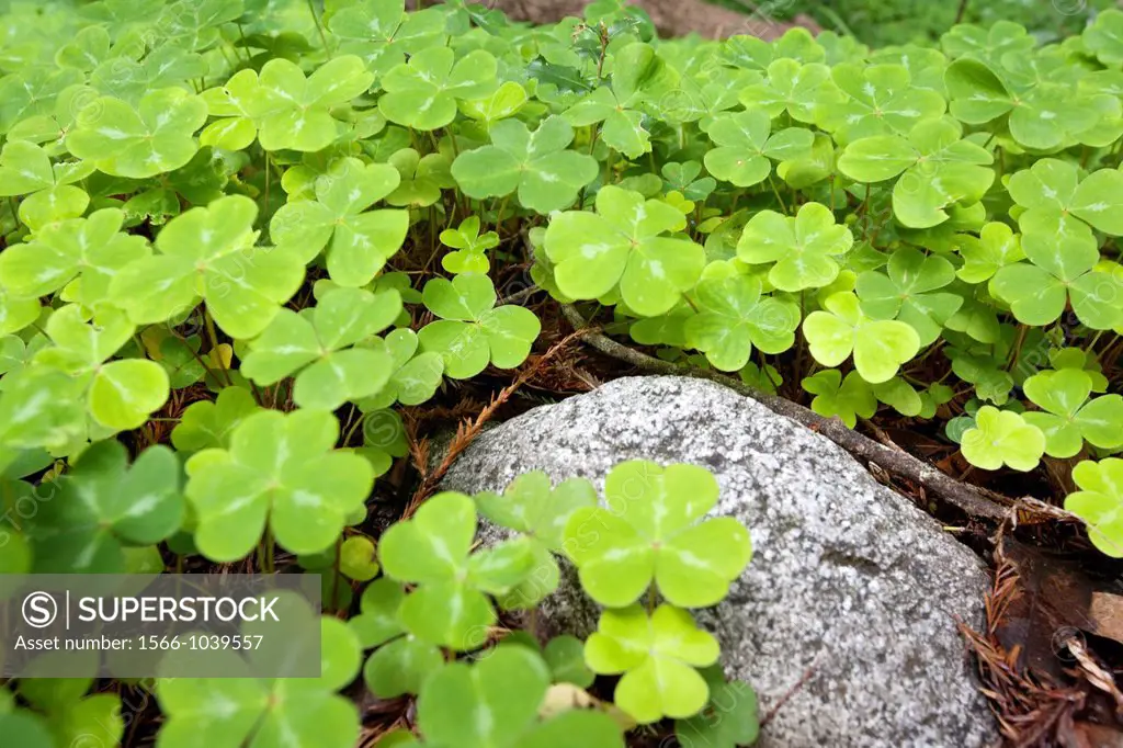 clovers and rock
