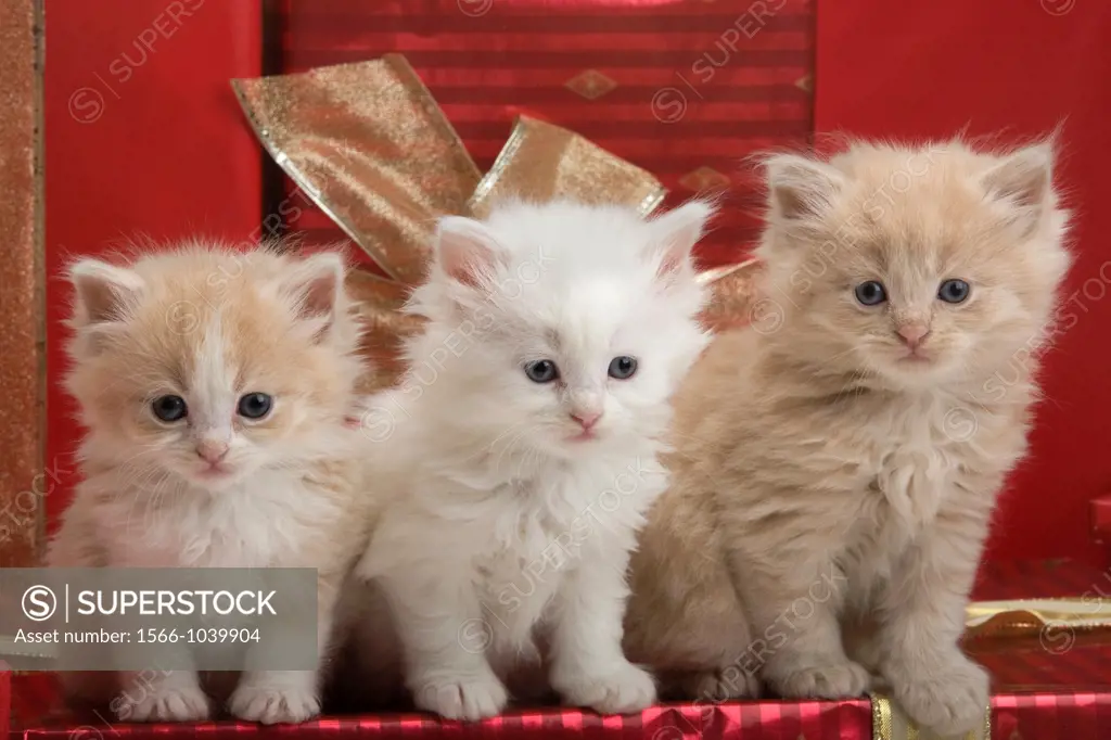 Three 6 Week Old Long Haired White Ginger Kittens With Christmas Presents