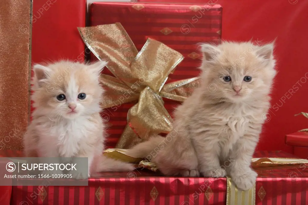 Three 6 Week Old Long Haired White Ginger Kittens With Christmas Presents