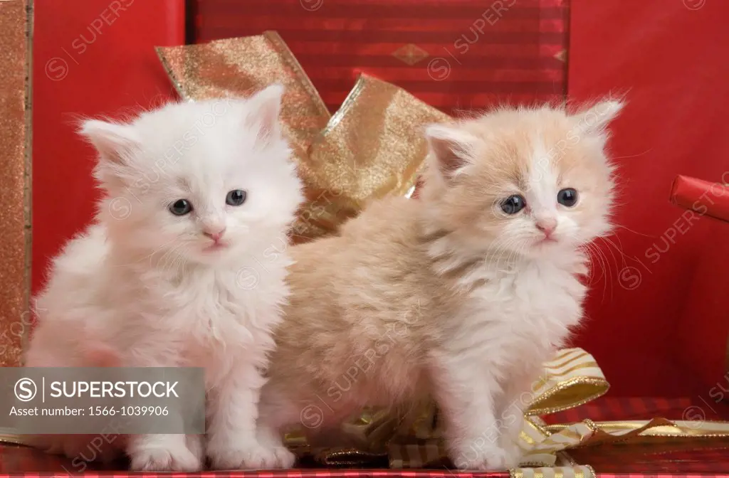 Three 6 Week Old Long Haired White Ginger Kittens With Christmas Presents