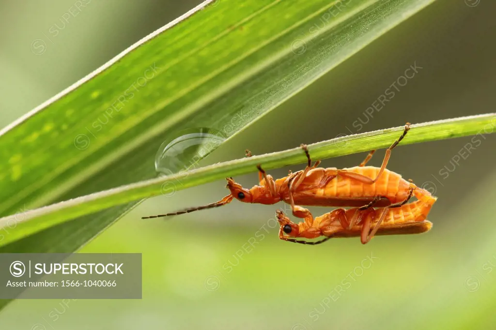 Mating Orange soldier beetles Cantharis atrofoveolatus