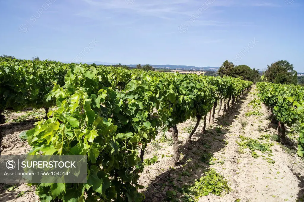 Vineyard in vicinity of Carcassonne, Languedoc, France