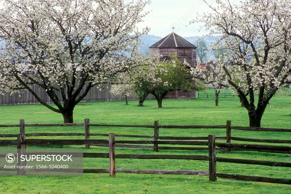 Apple orchard in bloom with stockade, Fort Vancouver National Historic Site, Vancouver National Historic Reserve, Washington