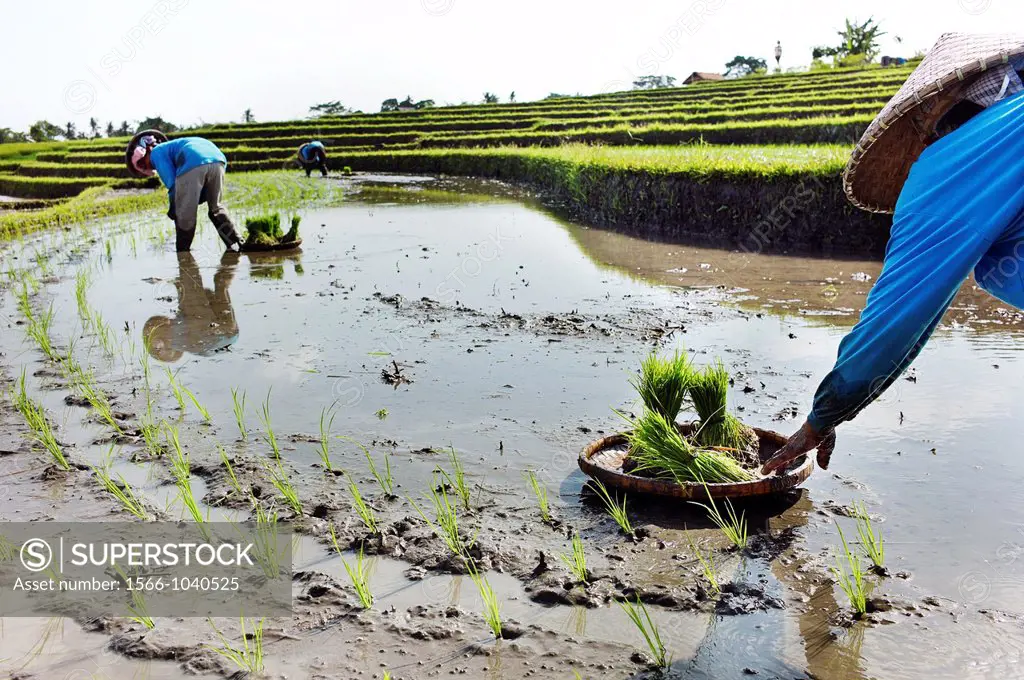 The Subaks of village Tumbak Bayuh, which are currently out of sync  Farmers are planting different criops and are uncoordinated in their harvesting a...