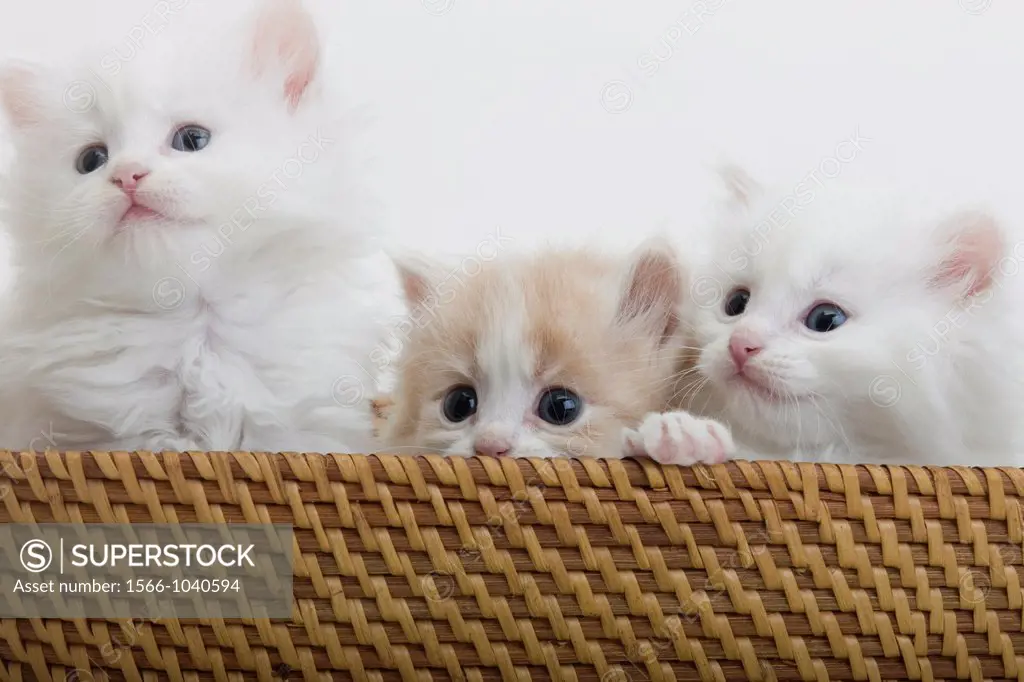 Group Of Three 6 Week Old Long Haired White Ginger Kittens In Basket