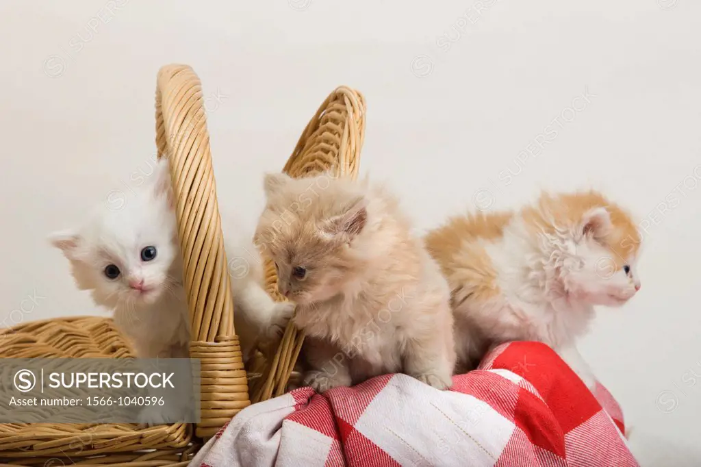 Group Of 6 Week Old Long Haired White Ginger Kittens In Picnic Basket