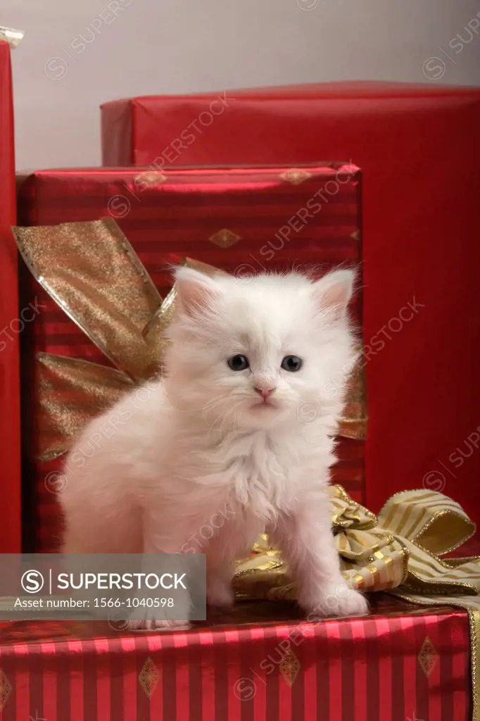 Single 6 Week Old Long Haired White Kitten With Christmas Presents