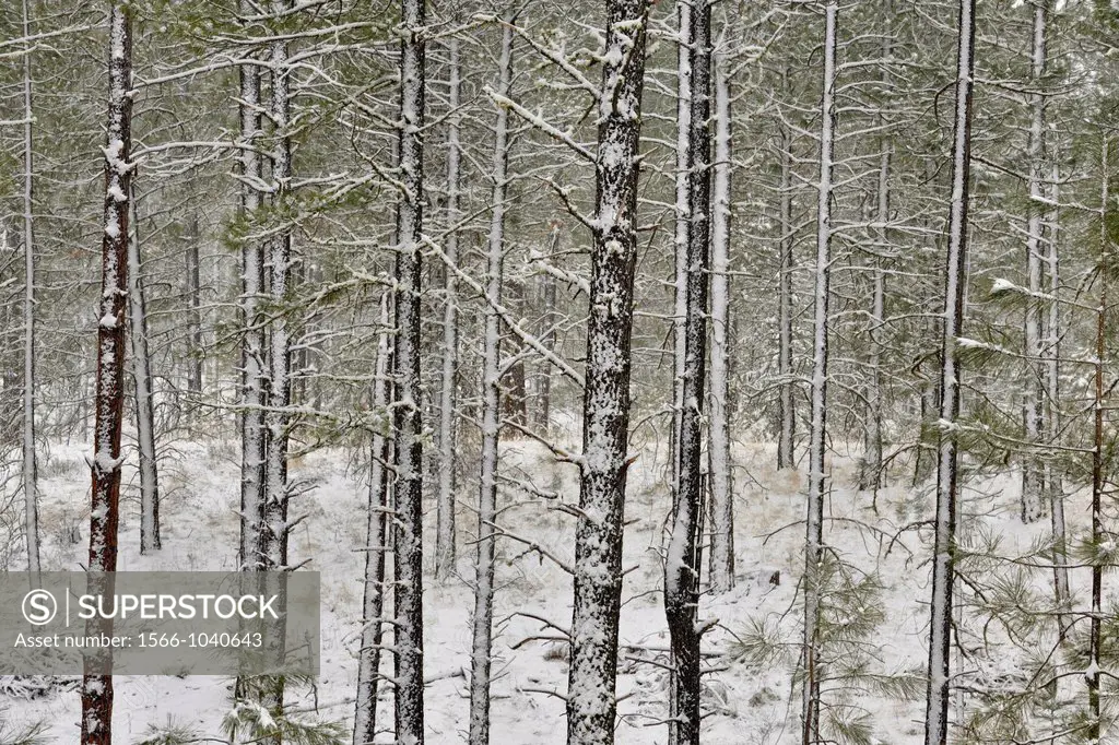 Ponderosa pine forest in spring blizzard, near the Disautel summit, Disautel, Colville Indian Reservation, Wasington, USA