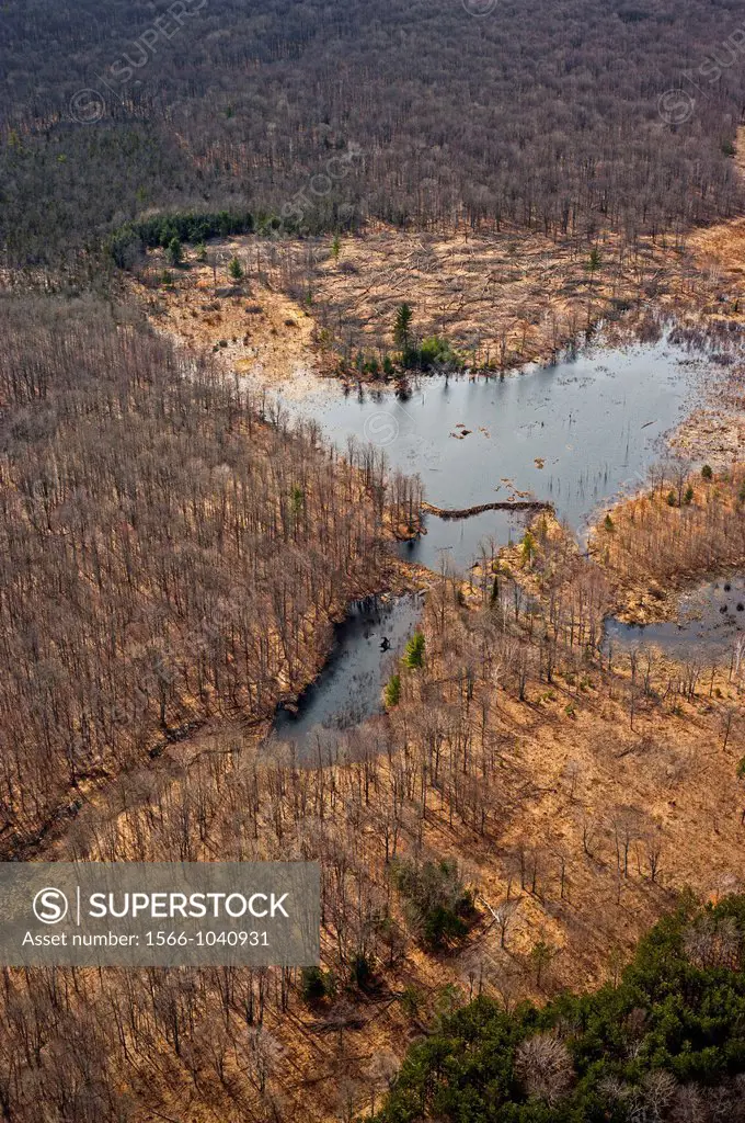 Wildlife habitat improvement, aspen regenation clear-cut adjacent to beaver pond, Huron-Manistee National Forest, Michigan, USA