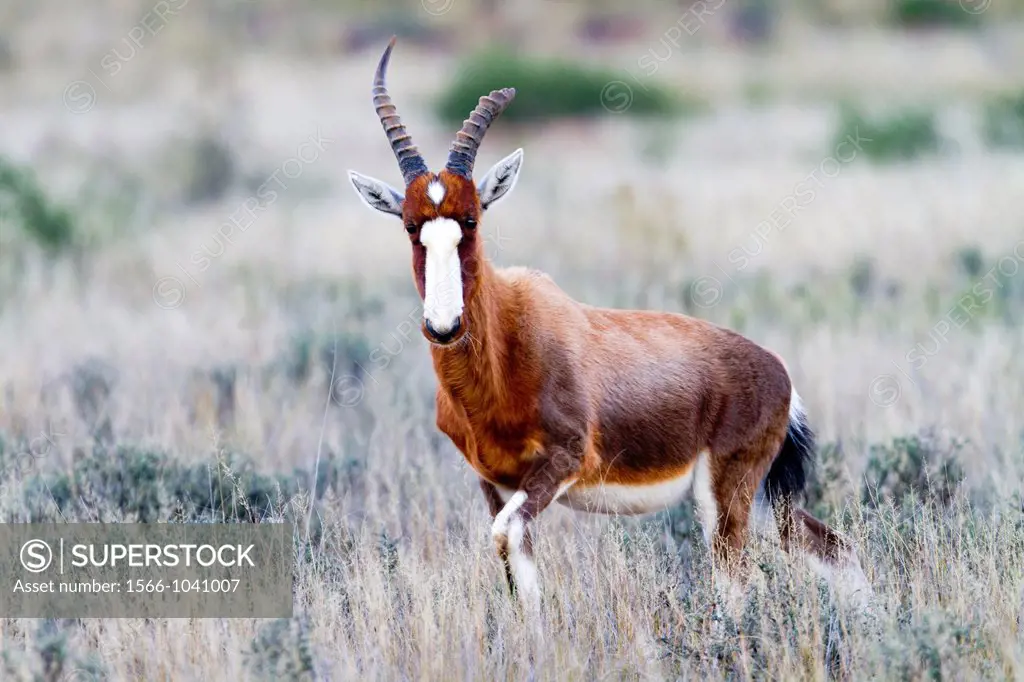 South Africa , Free State Province , Blesbok Damaliscus pygargus.