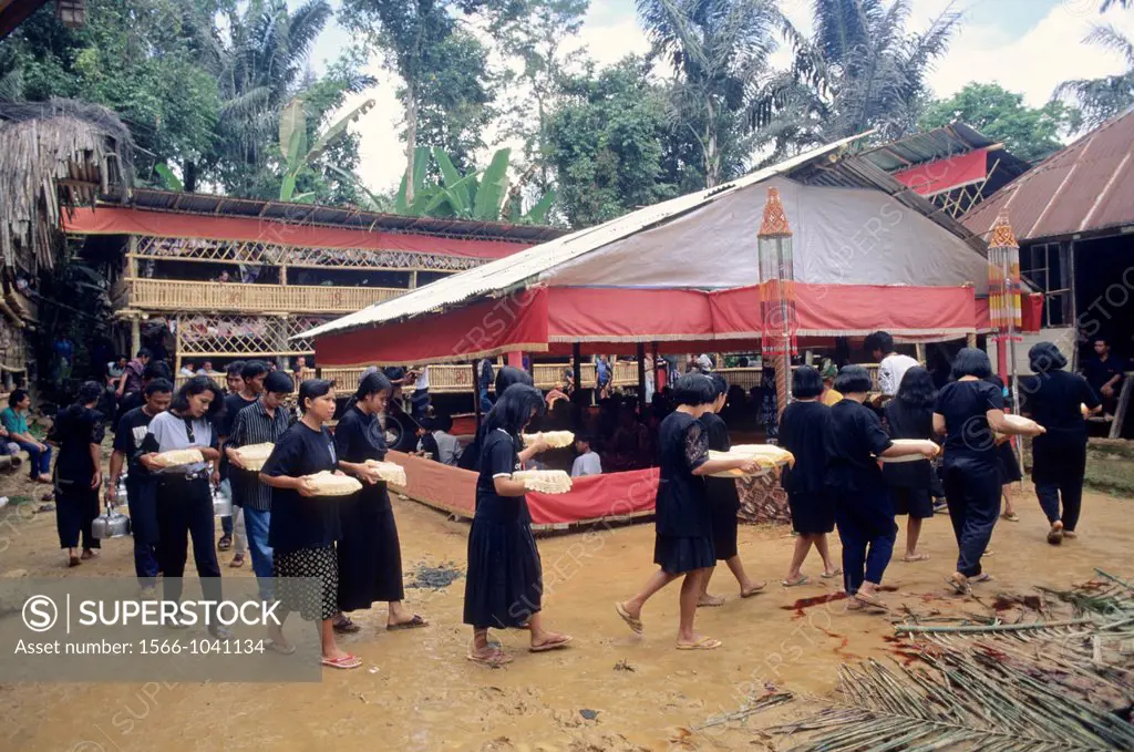 Toraja funeral ceremony  Tana Toraja  Sulawesi  Celebes Island  Indonesia