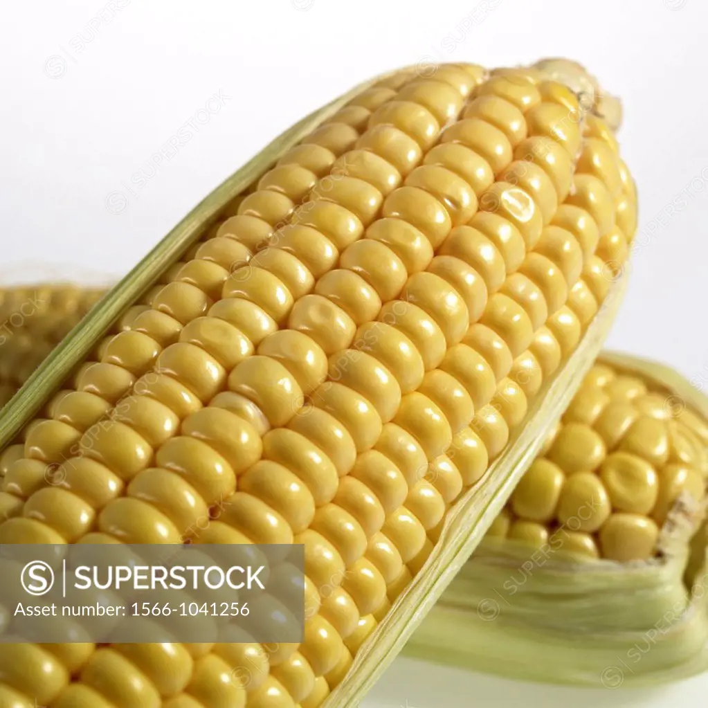Corn, zea mays, Cob against White Background