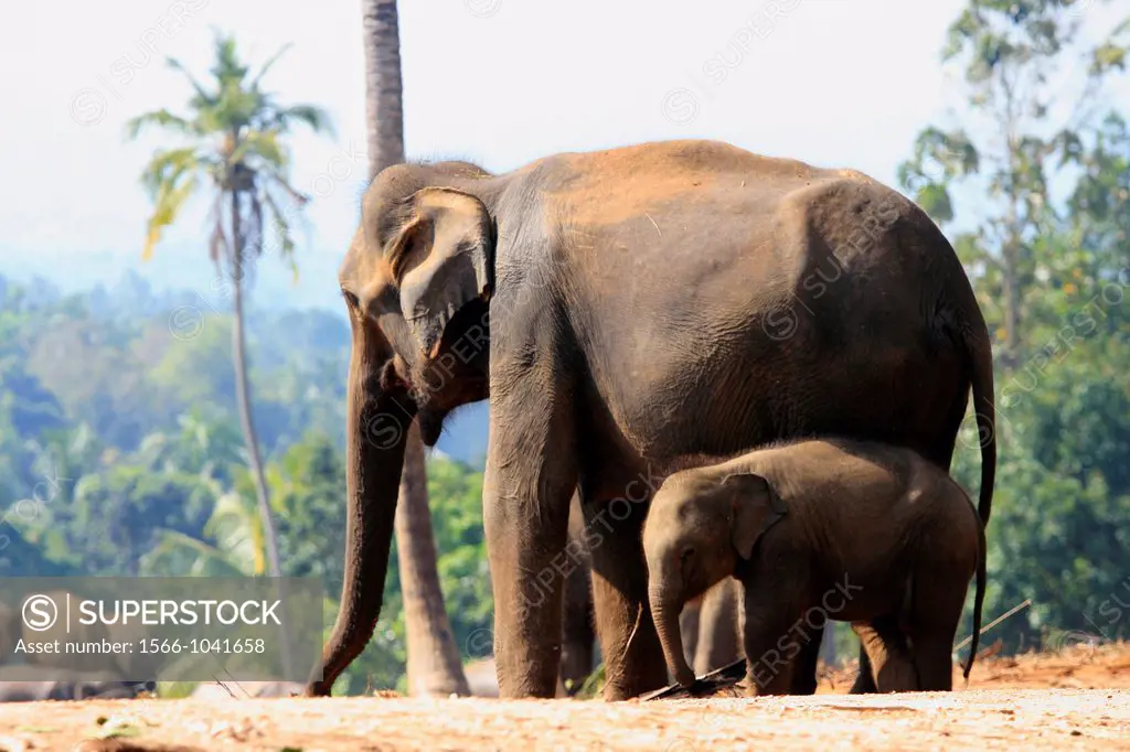 Pinnewala Elephant Orphanage, Sri Lanka