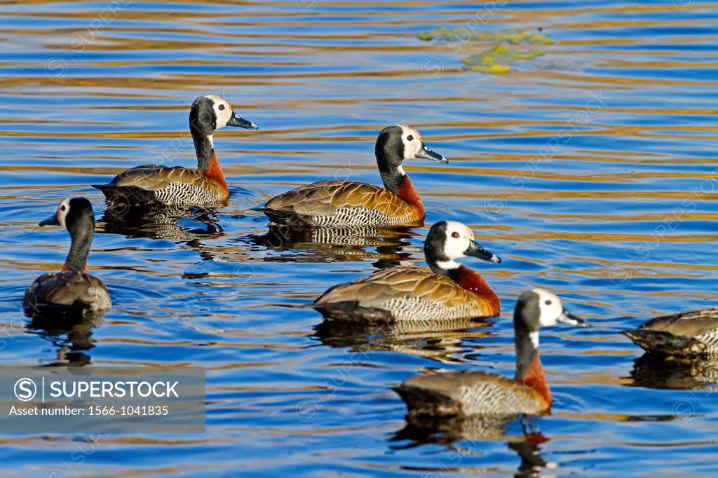 South Africa , Free State Province , White-faced Whistling Duck Dendrocygna viduata.