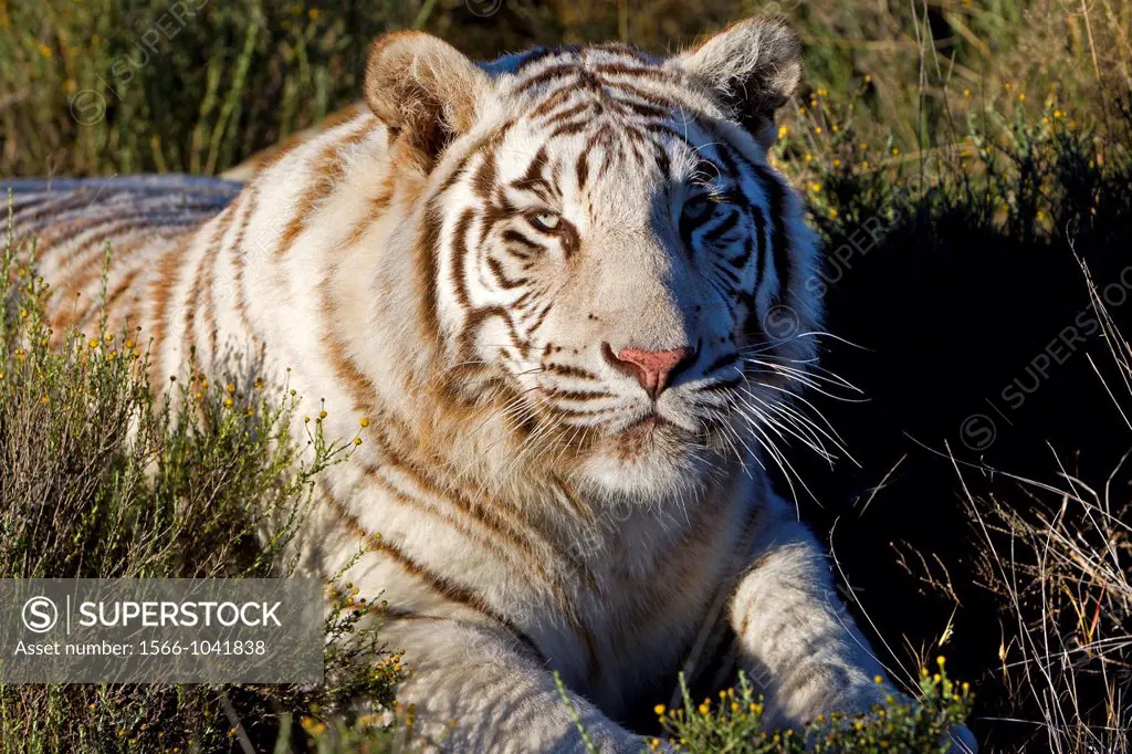 White Indian Tiger (Panthera tigris tigris) resting in a private reserve, captive