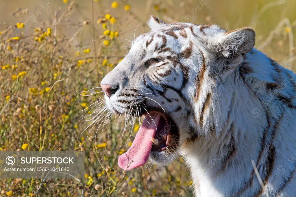 White Indian Tiger (Panthera tigris tigris) yawning in a private reserve, captive