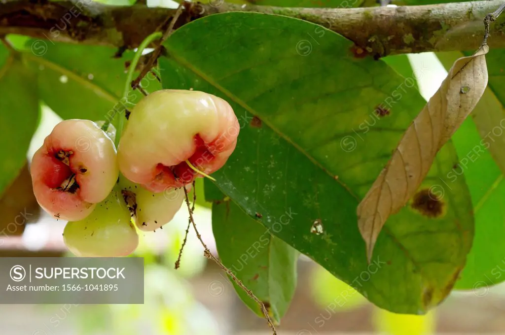 Jambu fruits. Image taken at Kampung Satau, Singai, Sarawak, Malaysia.