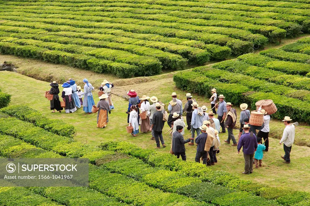 Group of workers dressed in traditional garmentes heading for work in the tea gardens of Porto Formoso, Azores islands