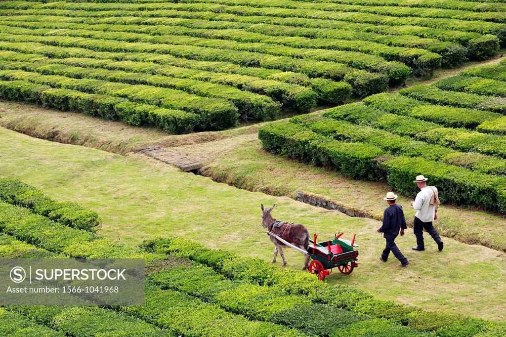 Two men workers and a donkey at Porto Formoso tea gardens  Sao Miguel, Azores islands, Portugal