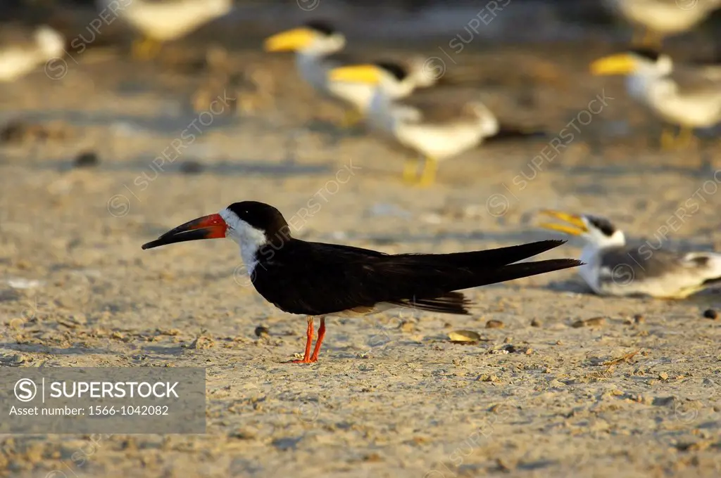 Black Skimmer, rynchops niger, and at the Back Large-Billed Tern, phaetusa simplex, Los Lianos in Venezuela